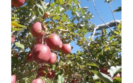 贈答用にも!JA信州うえだ「サンふじ」りんご 特秀約5kg