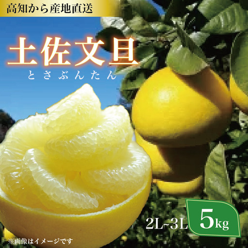 土佐文旦 5kg 2L〜3Lサイズ(ご 家庭用 ) 植田農園 [1535-3]