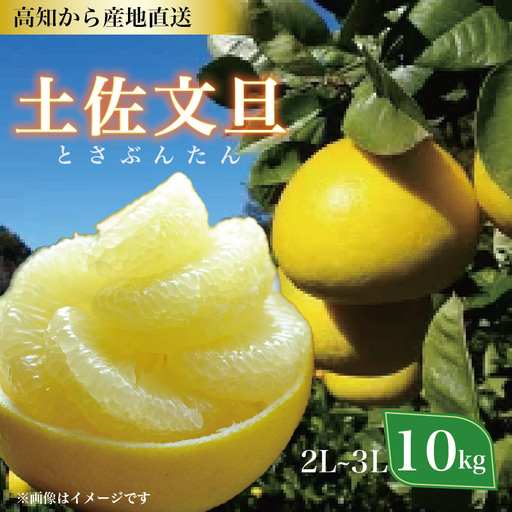 植田農園 土佐文旦 2L〜3L10kg 家庭用 文旦[1537-3]