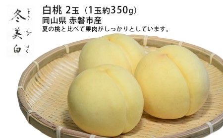 桃 2026年 先行予約 白桃 冬美白 とうびはく 2玉 1玉約350g もも モモ 令和7年 岡山 赤磐市産 国産 フルーツ 果物 ギフト 果肉 しっかり 柔らかい 食感 大変貴重 高糖度 栽培方法