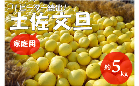 [先行予約 2027年2月〜発送]土佐文旦 5kg 家庭用 フルーツ 果物 柑橘 ぶんたん 産地直送 高知県
