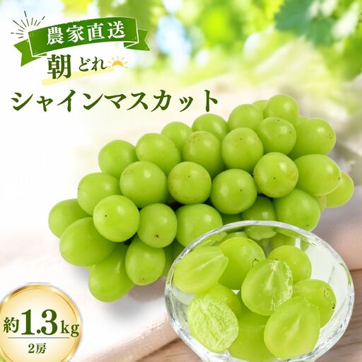 [農家直送(収穫日に発送)] シャインマスカット 約1.3kg(2房入り)