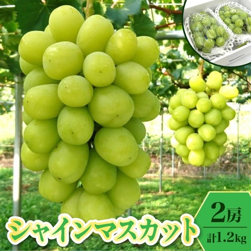 ぶどう（シャインマスカット）１.２ｋｇ　0009-2606