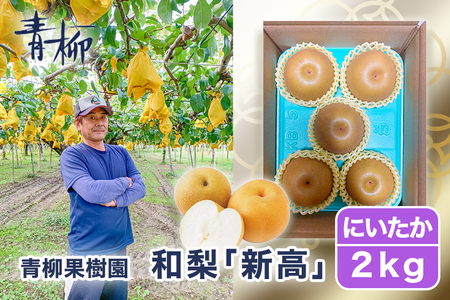 [2026年先行予約]青柳果樹園の和梨 新高 2kg(3〜5玉)[10月上旬〜順次出荷]にいたか 青柳果樹園
