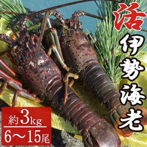 【漁師直送】室戸沖（活）伊勢海老　３ｋｇ　６～１５尾