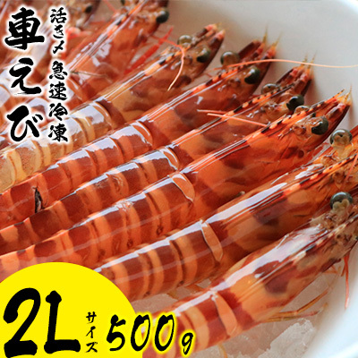 車海老 活き〆急速冷凍車えび【2L】500g