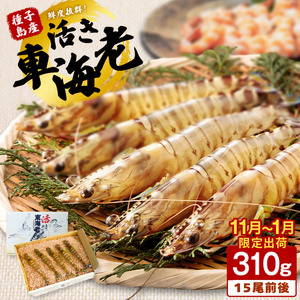 季節限定 種子島 産 活 車えび ( 活き 車海老 ) 310g 配送日指定 NFN085[375pt]