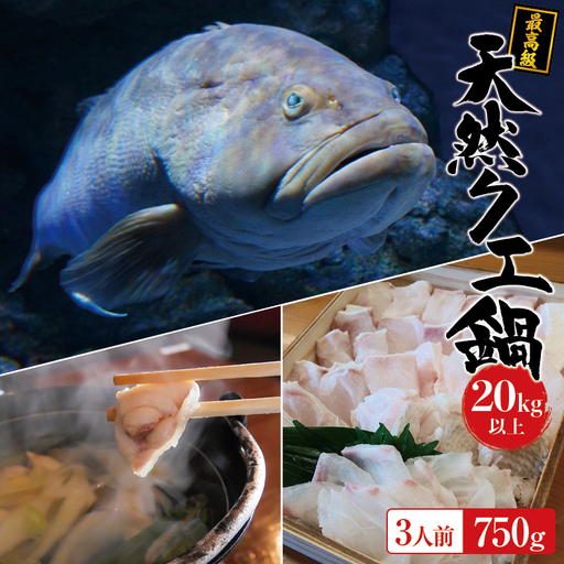 【冷蔵】天然 最高級クエ 20kg 以上  クエ鍋セット 3人前(250g×3) 【2026年11月下旬から2027年2月下旬までに順次発送致します。】 / 高級 海鮮 お魚 魚  くえ鍋 クエ鍋 くえ くえ天然 冷蔵 海産物【tkw011-1】