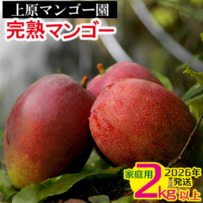 2026年発送 農家直送【上原マンゴー園】家庭用完熟マンゴー　2kg以上　先行予約 完熟 マンゴー アップル 南国 沖縄 フルーツ くだもの 果物 果実 先行予約 産地直送 贅沢 濃厚 冷蔵 スイーツ デザート 旬の果物 ご家庭用 ご自宅用 国産
