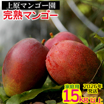 2026年発送 農家直送[上原マンゴー園]家庭用完熟マンゴー 1.5kg以上 先行予約 完熟 アップル 南国 沖縄 フルーツ くだもの 果物 果実 先行予約 産地直送 贅沢 濃厚 冷蔵 スイーツ デザート 旬の果物 ご家庭用 ご自宅 国産