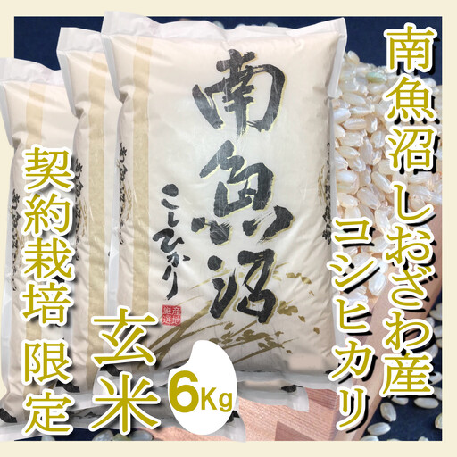 【令和7年産】【定期便6Kg×6ヶ月】●玄米● 生産者限定 南魚沼しおざわ産コシヒカリ【定期便 銘柄米 ブランド米 玄米 こしひかり コシヒカリ 魚沼産 新潟米 産地直送 お米 米 こめ コメ ご飯 御飯 ごはん】