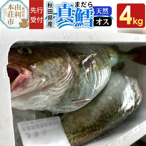《先行受付》真鱈 【オス】 4kg 天然 漁師直送（配送期間 11月上旬～2月下旬）マダラ タラ 高級魚 たら まだら 魚