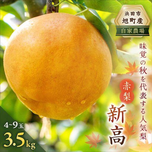 [先行予約]浜田市旭町産赤梨 3.5kg(新高)4〜9玉[10月中旬から発送開始予定] 梨 新高 ナシ 和梨 果物 フルーツ くだもの 先行予約 ふるさと納税 梨 [002_1961]