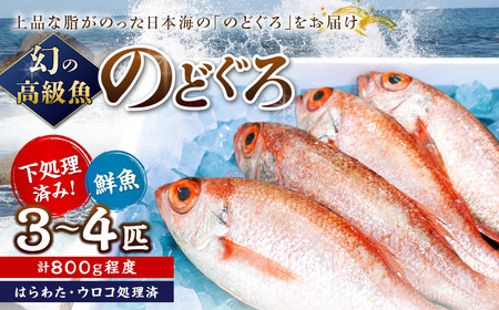 幻の高級魚「のどぐろ(鮮魚)」3〜4匹(計800g程度) 魚 鮮魚 海鮮 のどぐろ 冷蔵 高級魚 下処理済 煮付け 塩焼き [006_2046]