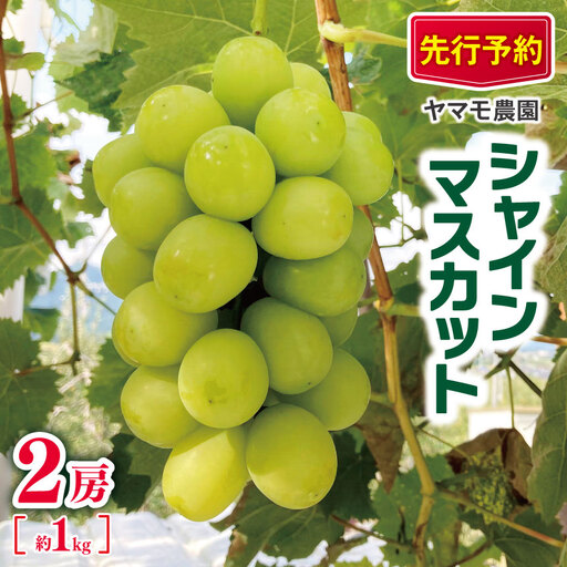 【2026年先行予約】 シャインマスカット2房 約1kg | ヤマモ農園