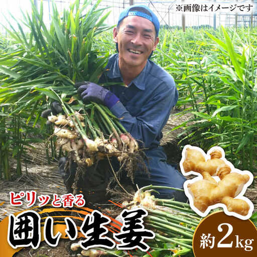 囲い生姜 約 2kg / ショウガ しょうが 生姜 / 南島原市 / ふくはちファーム [SBS010]
