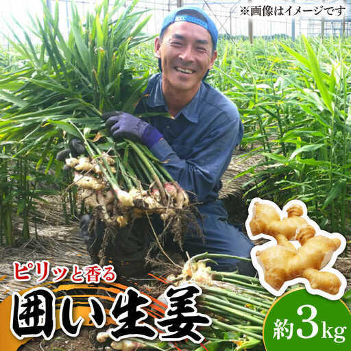 囲い生姜 約 3kg / ショウガ 南島原市 / ふくはちファーム/福島農園 [SBS011]