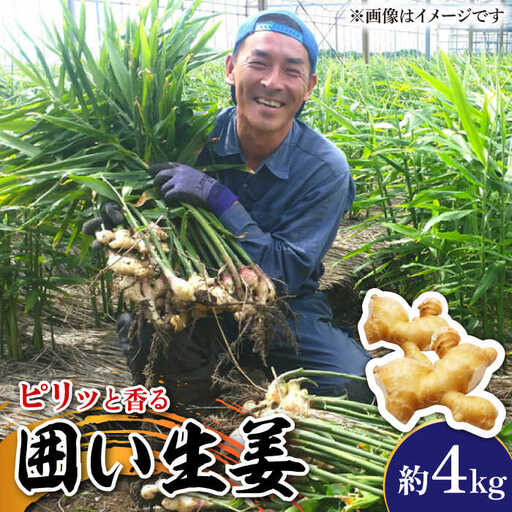 囲い生姜 約 4kg / ショウガ 南島原市 / ふくはちファーム/福島農園 [SBS012]