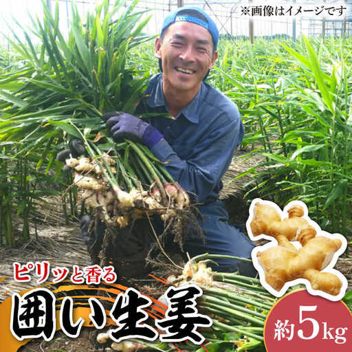 囲い生姜 約 5kg / ショウガ 南島原市 / ふくはちファーム/福島農園 [SBS013]