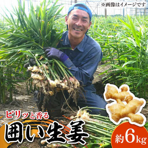 囲い生姜 約 6kg / ショウガ 南島原市 / ふくはちファーム/福島農園 [SBS014]