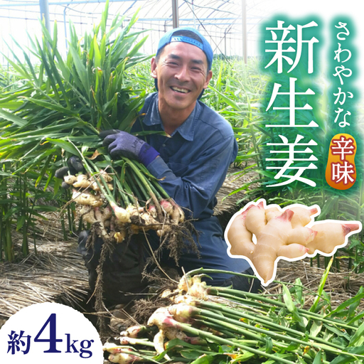 【2026年8月?発送】新生姜 約4kg / ショウガ しょうが 生姜 / 南島原市 / ふくはちファーム/福島農園 [SBS018]