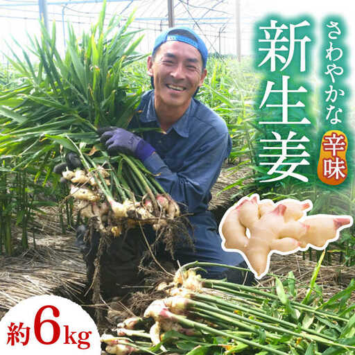 【2026年8月?発送】新生姜 約6kg / ショウガ しょうが 生姜 / 南島原市 / ふくはちファーム / 福島農園 [SBS020]