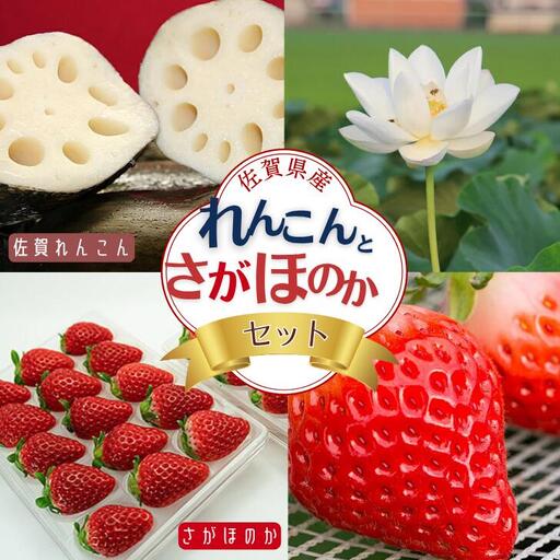 【2027年発送】佐賀県産 れんこんとさがほのかのセット 苺 イチゴ 蓮根：B170-046
