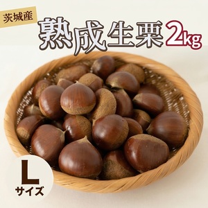 [ 吉原農場 の 完熟栗 ] 熟成 生栗 2kg Lサイズ