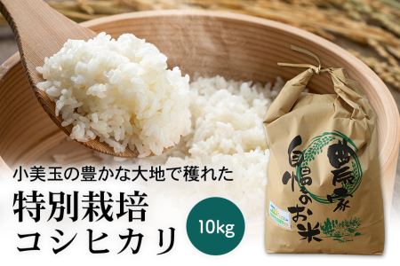 コシヒカリ 10kg 令和5年産 こしひかり 10キロ 特別栽培米 お米 ご飯 白米 減農薬 茨城県産米 茨城産米 精米 令和5年産米 国産国消 お祝い 内祝い ギフト 22-C