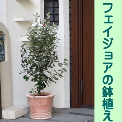 フェイジョアの鉢植え フェイジョアの鉢植え インテリア