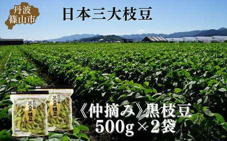 [先行予約]丹波黒枝豆 500g×2袋 仲摘み 枝豆 [CU08]