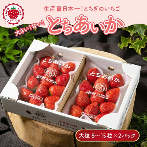 いちご 『とちあいか』 大粒 8～15粒×2パック ※2027年1月～発送