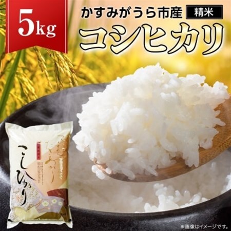 令和7年産かすみがうら市産コシヒカリ  精米  5kg_茨城県産 こしひかり 5kg 米 ご飯_【1268974】