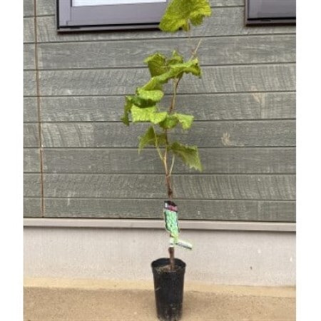 シャインマスカット苗木_花・観葉植物 観葉植物・苗木 _