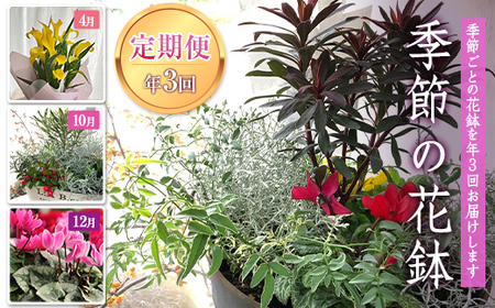[定期便3回] 南陽市商工会女性部プロデュース [癒しの宝箱 Cコース] 南陽産 季節の花鉢 定期便 山形県 南陽市 [1552]