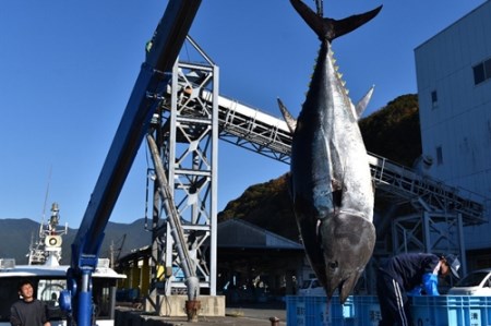 （冷蔵）南伊勢町産　養殖　本まぐろ　1本　50～60kg／三重外湾漁業協同組合　パーティー　イベント　丸ごと　鮪　三重県　伊勢志摩