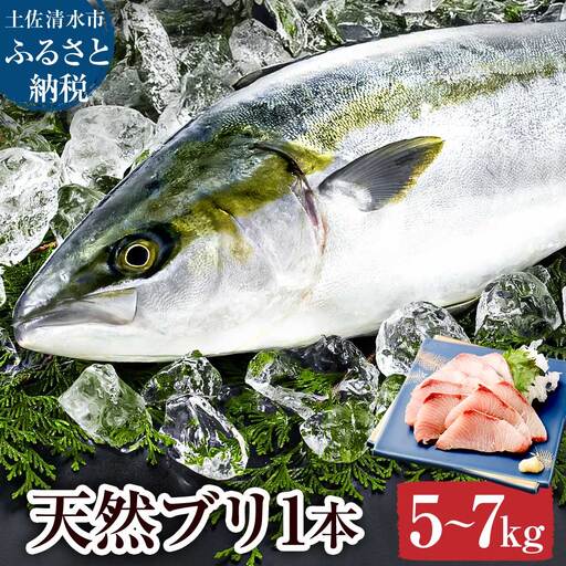 天然ブリ 1本 5kg～ 下処理なし まるごと直送便【天然ブリ】【R01211】
