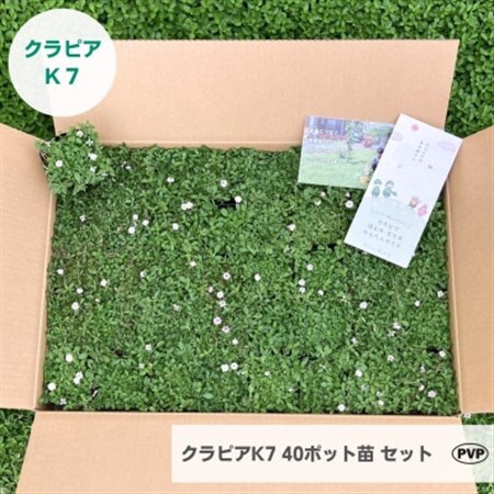 グランドカバー植物「クラピアK7」40ポット苗セット【お申込書返信後、ご希望日に合わせて発送】【1339009】