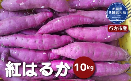 さつまいも 紅はるか 10kg 2026年11月～発送　茨城県共通返礼品 行方市産 なめらか食感 甘い 焼き芋 ねっとり しっとり 甘みが強い スイーツ 料理 てんぷら スイートポテト お菓子作り