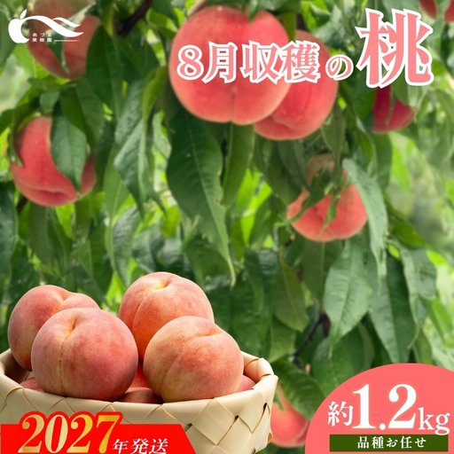もも 8月収穫の桃 約1.2kg[2027年発送]No.2328