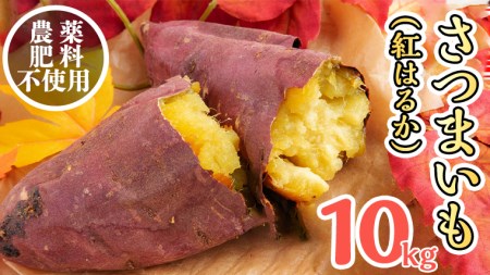 さつまいも ( 紅はるか ） 10kg 【 栽培期間中 / 農薬・肥料不使用 】土つき