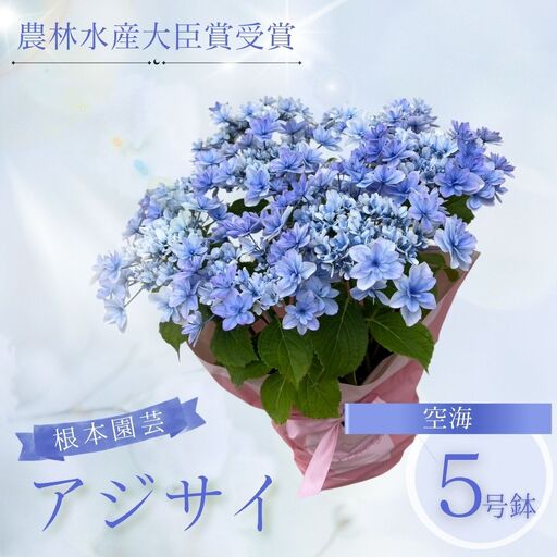 先行予約 アジサイ 空海 (ブルー系) 5号鉢 根本園芸 | アジサイ 農林水産大臣賞