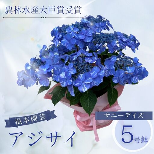 先行予約 アジサイ サニーデイズ (ブルー系絞り) 5号鉢 根本園芸 | アジサイ