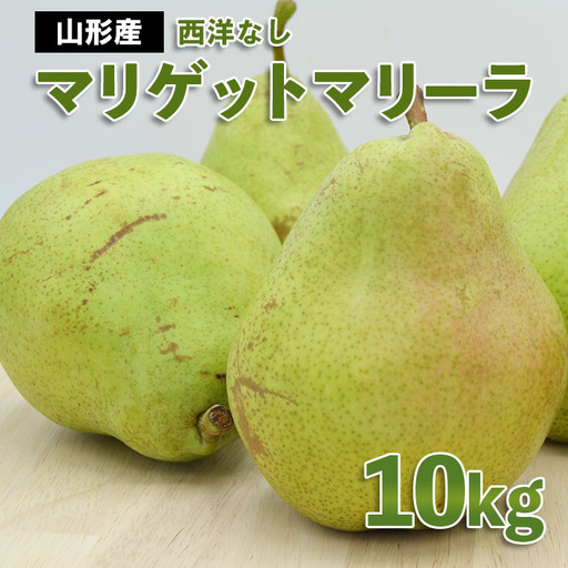 山形市産 西洋なし(マリゲットマリーラ) 秀 10kg(5kg×2) 14玉〜30玉[令和8年産先行予約]FS24-585 くだもの 果物 フルーツ 山形 山形県 山形市 2026年産