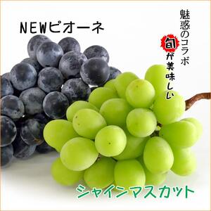 [2026年発送]シャインマスカット & ニューピオーネ セット 約2kg ( 種なしシャインマスカット 約1kg & 種なしニューピオーネ 約1kg ) 香川産 |ぶどう マスカット 人気品種 コラボ