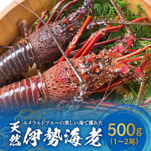 エメラルドブルーの美しい海で獲れた天然伊勢海老500g(1〜2尾)! W057-001u 冷凍 海鮮 エビ