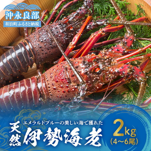 エメラルドブルーの美しい海で獲れた天然伊勢海老2㎏（4～6尾）！ W057-003u 冷凍 海鮮 エビ