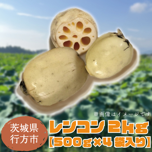 [先行予約][2026年9月より順次発送開始]レンコン 約2kg|茨城県 行方市 ふるさと納税 蓮根 レンコン 野菜 やさい(EG-2)