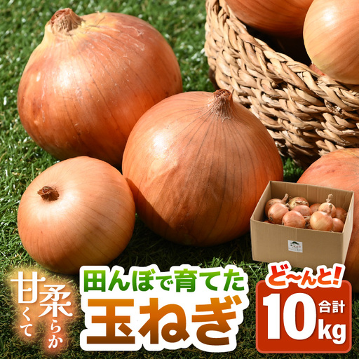 【先行予約】玉ねぎ 10kg（サイズ S M L ミックス）田んぼで育てた甘くて柔らか自慢の玉ねぎ！／ 野菜 玉葱 たまねぎ 甘い ※2027年7月上旬より順次発送予定 [aw056-a022]