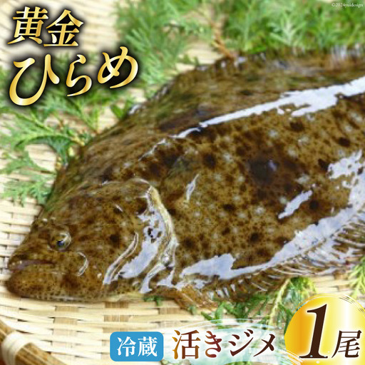 魚 黄金ひらめの活きジメ 1尾